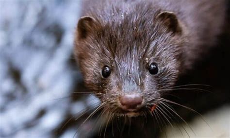 where to buy live mink.